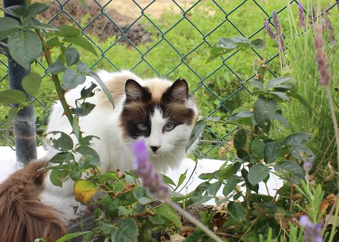 Charming Canarian House At Lila